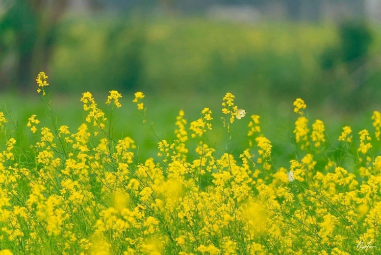 Có một mùa cải vàng rực rỡ ở ngoại thành Hà Nội