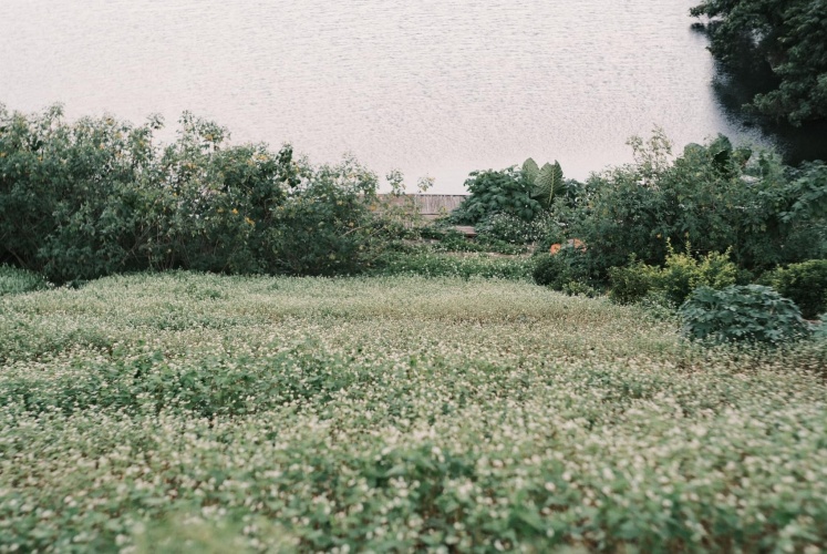 Vườn hoa Tam Giác Mạch đẹp mê hồn tại Thiên Sơn