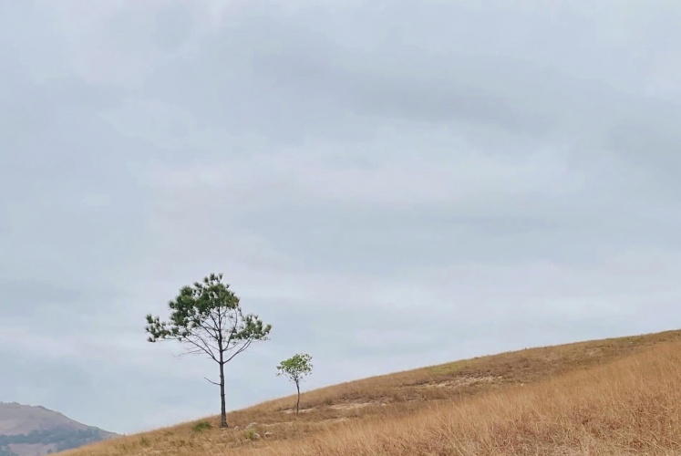 Đỉnh Phượng Hoàng | Mùa cỏ cháy đẹp nhất trong năm