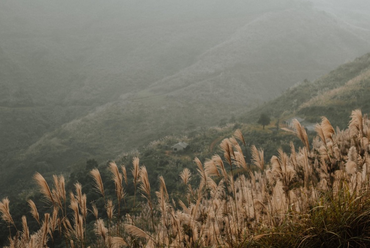 Cần gì đi đâu xa, có một thiên đường cỏ lau ngay gần Hà Nội đây rồi.