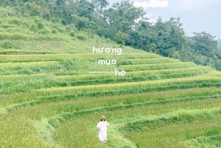 “Chiếc” đồi hoa đang cực hot tại Hòa Bình