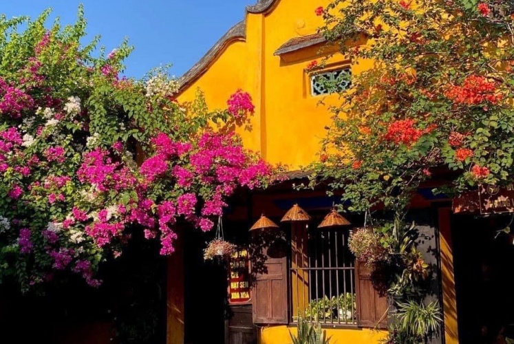 Lại đến mùa hoa giấy nhuộm hồng mọi ngóc ngách Phố Hội