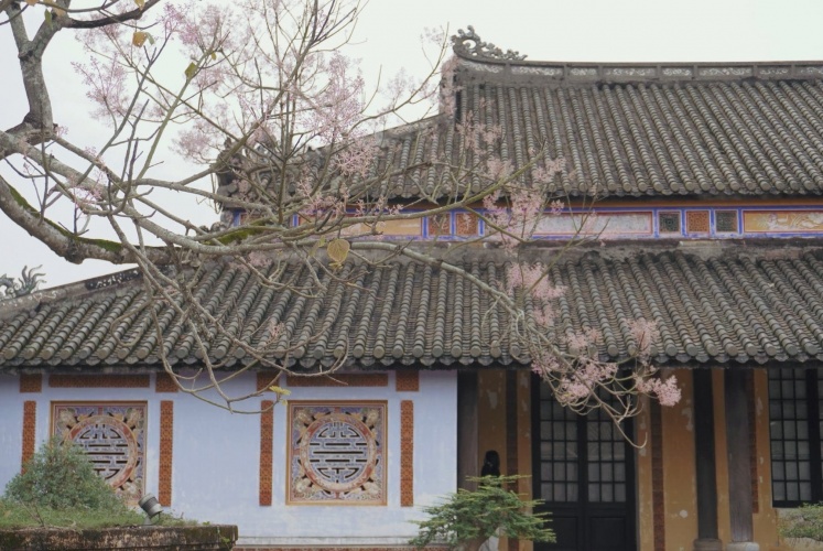 Tháng 4 đi Huế ngắm hoa Ngô Đồng nở rộ