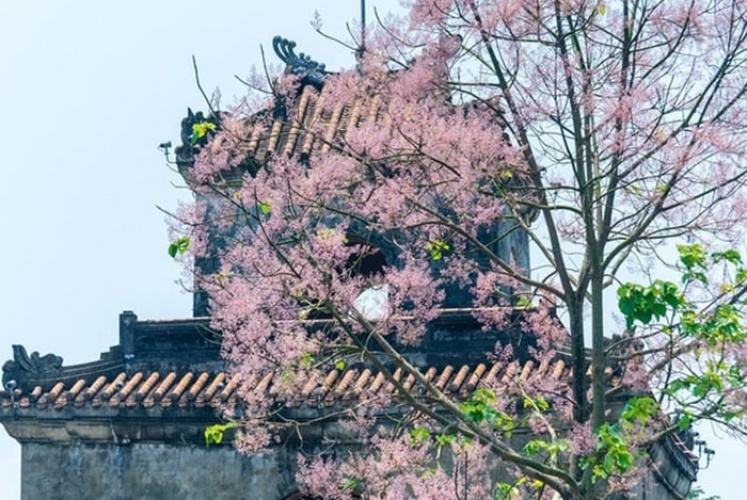 Một mùa hoa Ngô Đồng tại Kinh thành Huế