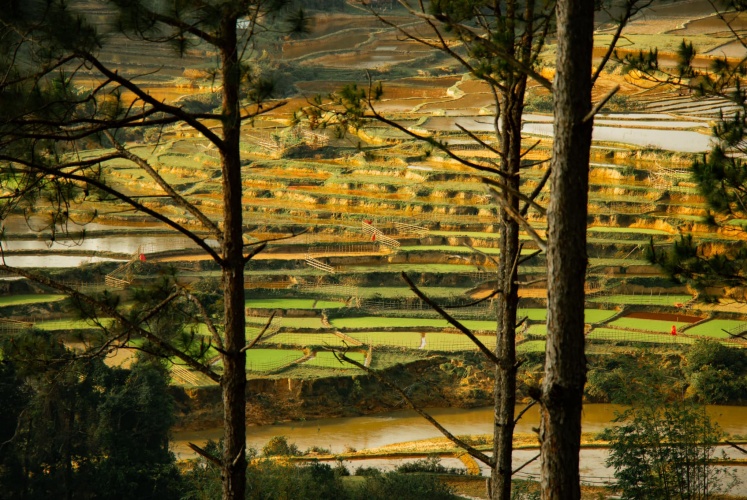 Vẻ đẹp hoa sơ của bản làng ở Măng Đen!