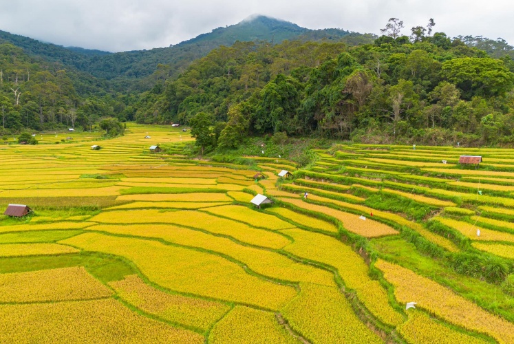 Cánh đồng ruộng bậc thang đẹp như tranh vẽ ở Kon Tu Rằng