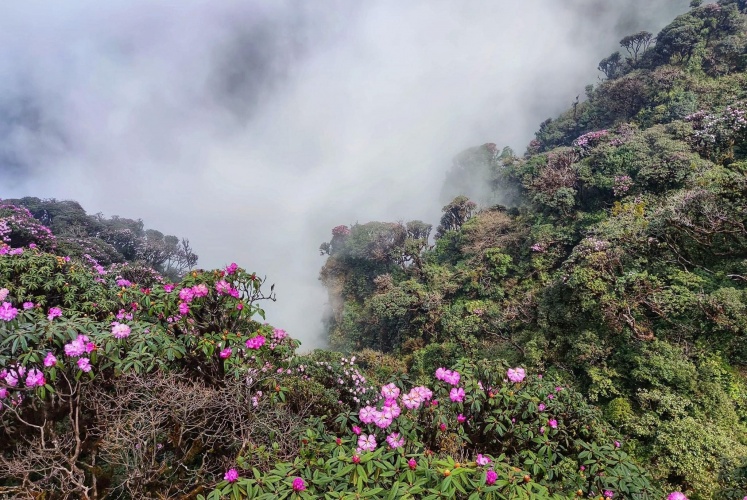 Hoa đỗ quyên - Núi Putaleng (Lai Châu)