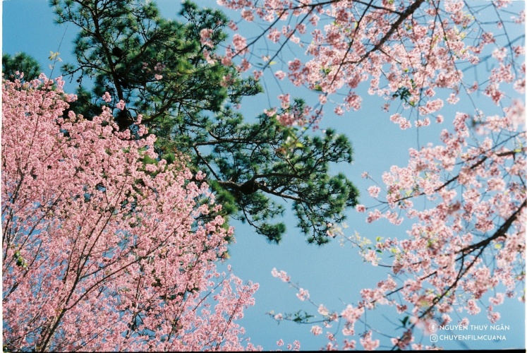 Ngôi làng mùa xuân, nơi chỉ có sự yên bình và tĩnh lặng!