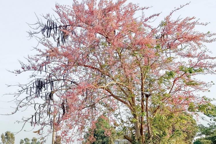 Ngắm “hoa anh đào miền Tây” nở rộ giữa nắng hè 