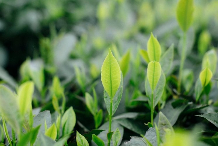 Hai ngày ẩn dật tại Mộc Châu