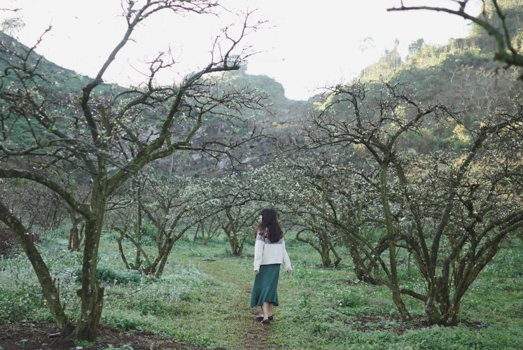 Mộc Châu | Những ngày cuối tháng 3 - đầu tháng 4