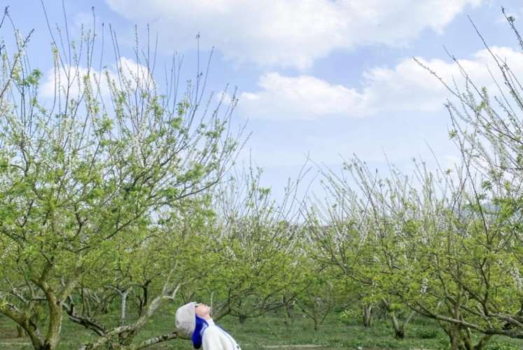 Mộc Châu những ngày đầu xuân.