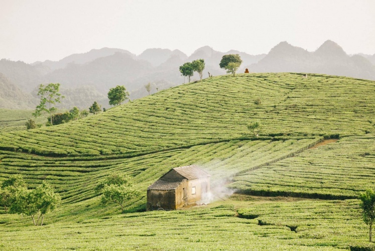 Đến Mộc Châu nằm nghe gió hát giữa đồi