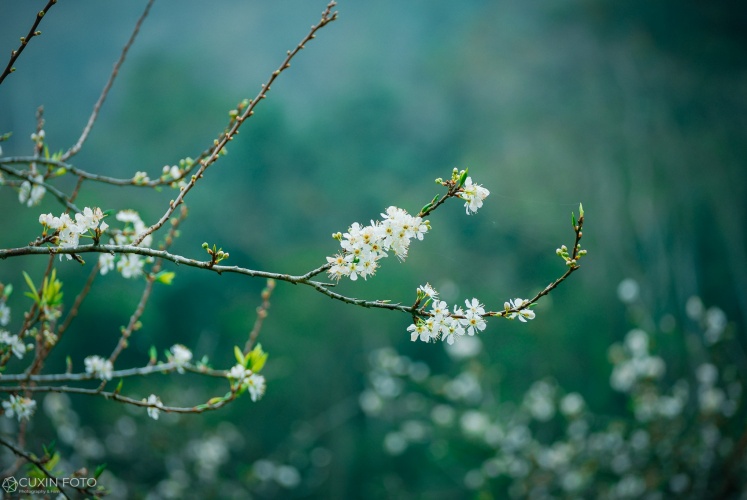 Hoa mận nở xinh lung linh ở Mộc Châu
