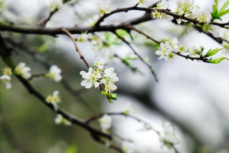 Mộc Châu những ngày hoa mận chớm nở