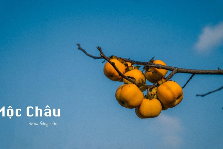 Mộc Châu mùa hồng chín...