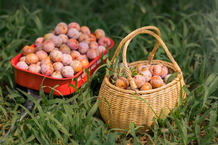 Mùa mận chín Mộc Châu