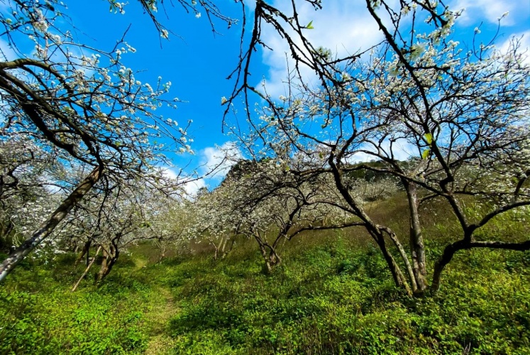 LẠC GIỮA RỪNG HOA Ở THUNG LŨNG MU NÁU