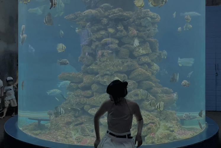 Đi Nha Trang xem cá hông?