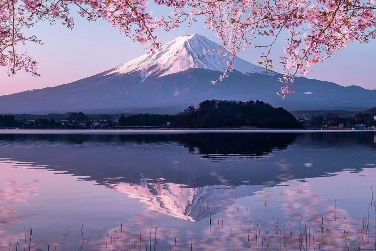 Đừng bỏ lỡ mùa hoa đào nở Nhật Bản