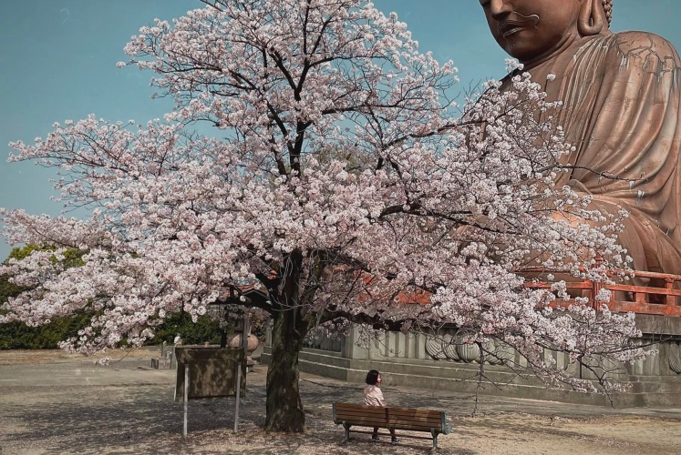 Nagoya | Ngắm hoa anh đào đẹp nhất Nhật Bản!