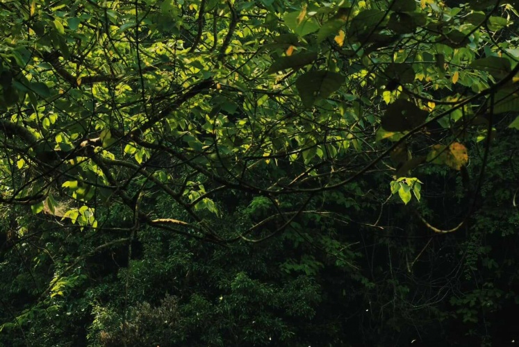 Mùa bướm ở vườn quốc gia Cúc Phương