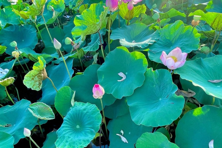 Đầm Sen - Hang Múa