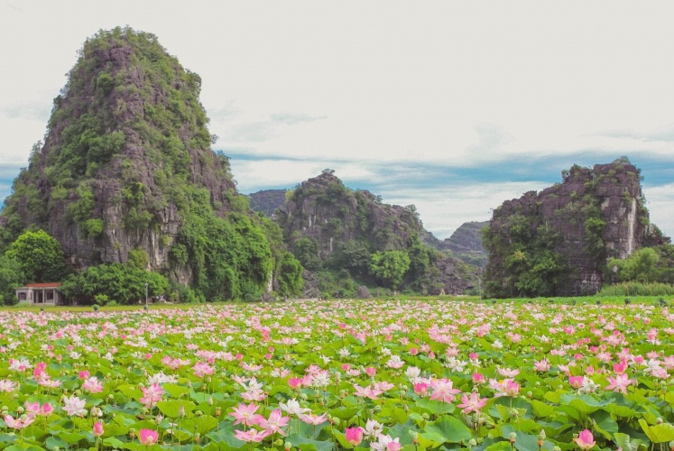 THÁNG 6 - 7 NÀY CHÚNG TA CÓ HẸN VỚI MÙA SEN HANG MÚA