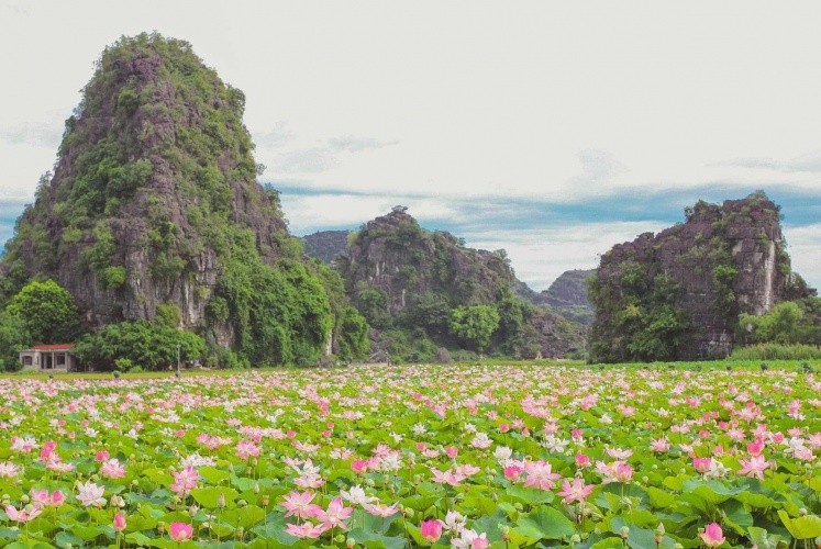 Tháng 7 này chúng ta có hẹn với mùa sen Hang Múa