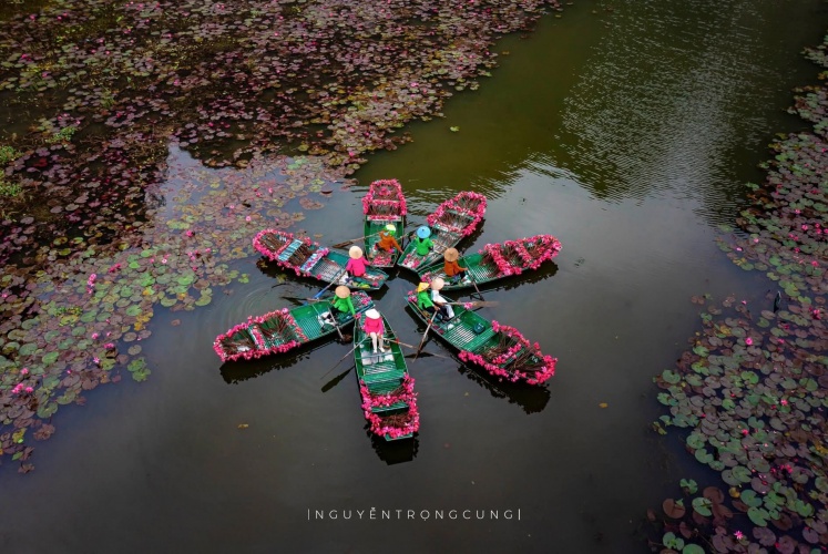 Ninh Bình, Tam Cốc, mùa hoa súng nở đẹp như một bức tranh.