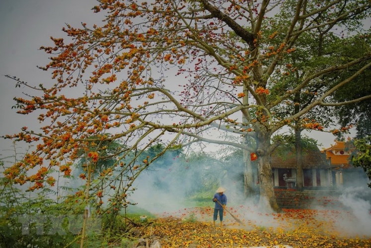 Có hẹn với mùa hoa gạo nở tháng 3 tại Ninh Bình