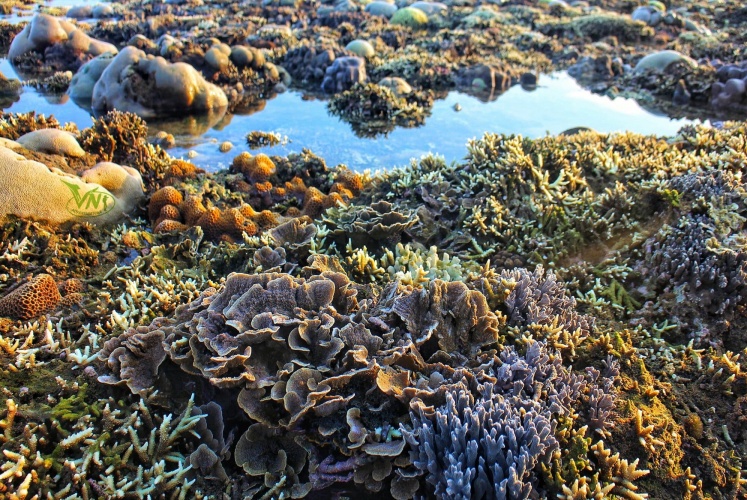 Hang Rái (Ninh Thuận) | Có một mùa san hô trên cạn