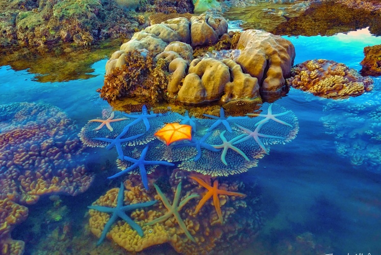 Có một “tiên cảnh” tại Bãi rạn San Hô - Đảo Hòn Yến - Phú Yên