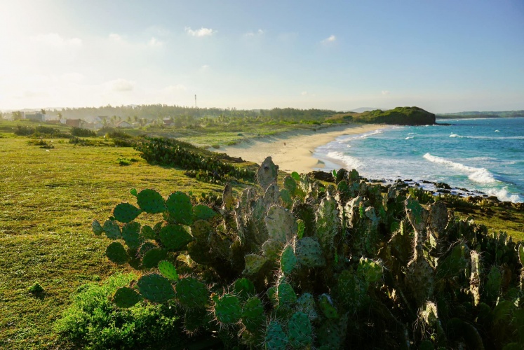 “Xứ Hoa Vàng Cỏ Xanh” Phú Yên Có Đẹp Như Lời Đồn