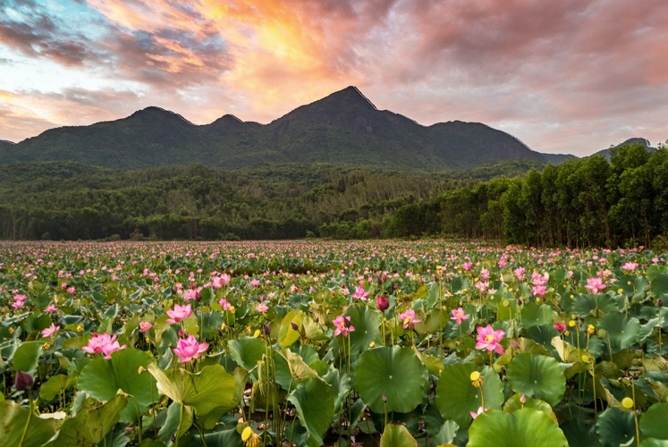 Đẹp mê ly với - Đầm sen Trà Lý xứ Quảng