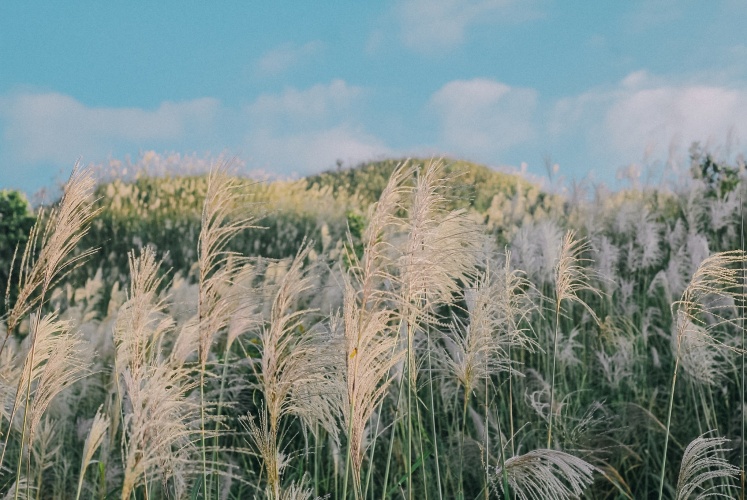 Bình Liêu sắp vào mùa cỏ lau xinh đẹp nhất