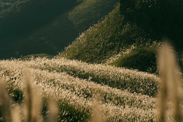 Tận hưởng mùa cỏ lau siêu đẹp ở Bình Liêu trong vỏn vẹn 24 giờ. 