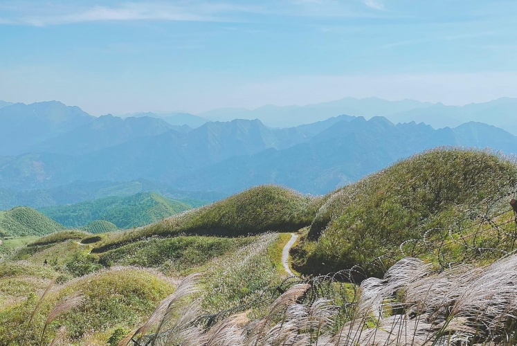 Cỏ lau Bình Liêu | Giấc mơ có thật của vùng biên giới
