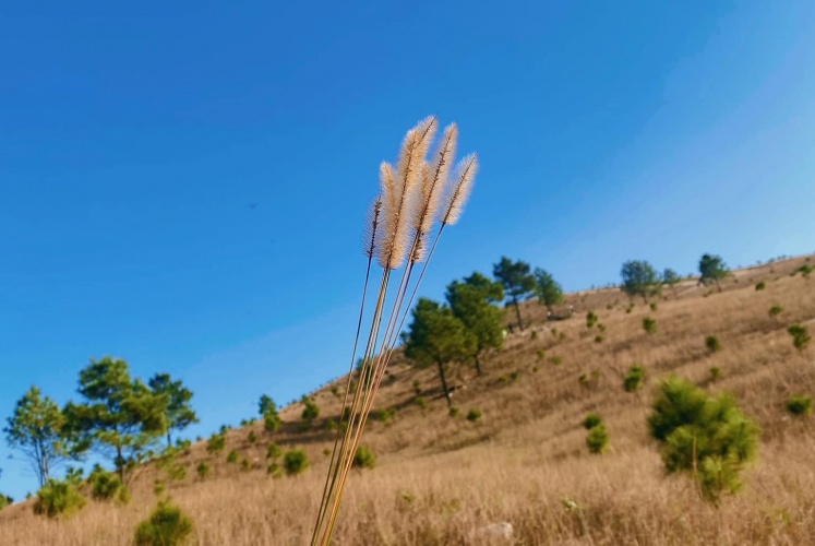 Mùa cỏ cháy năm nay bạn đã check-in tại Đỉnh Phượng Hoàng chưa?