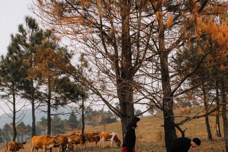 Đồi Phượng Hoàng (Uông Bí) - Vùng đất thơ mộng cuốn hút lạ kỳ