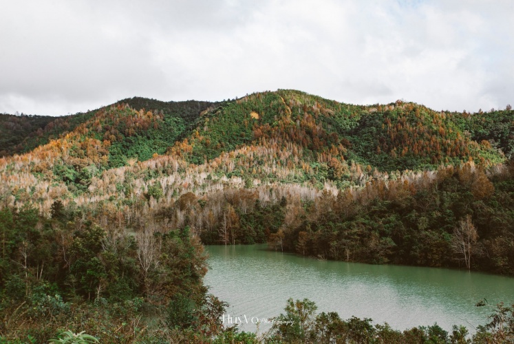 Có một cánh rừng “sau sau” đang thay màu tựa trời Âu...