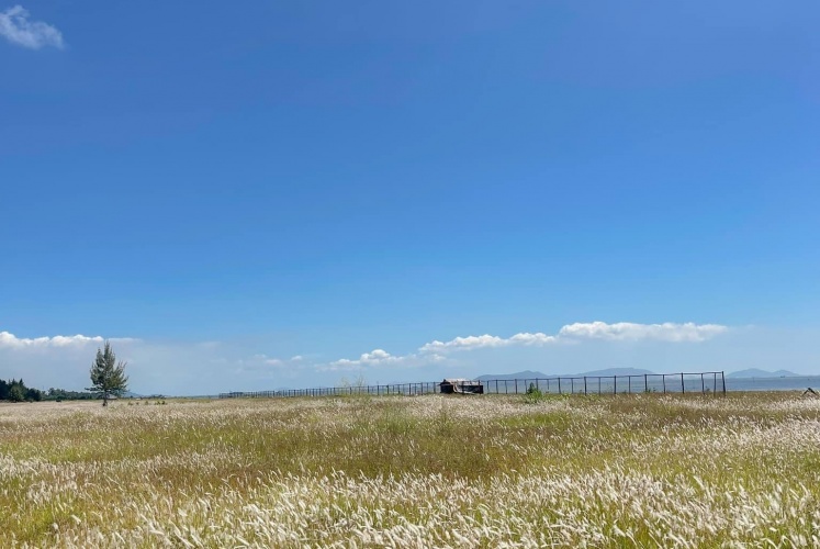 Cần Giờ mùa cỏ lau