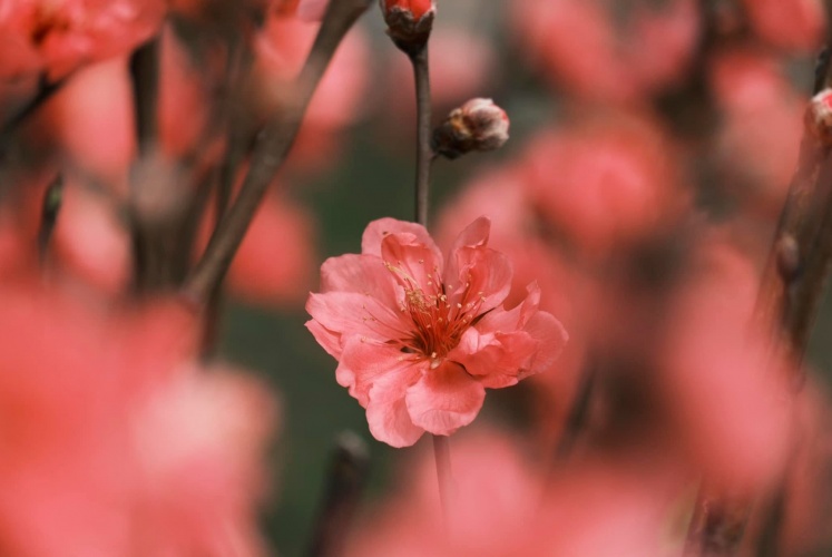 Chợ hoa công viên 23/9 đã bắt đầu nhộn nhịp 