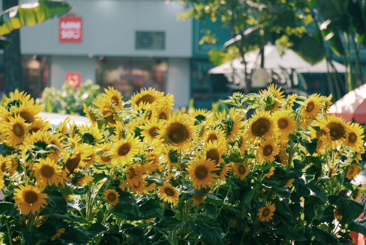 Không khi tết đã bắt đầu rộn ràng