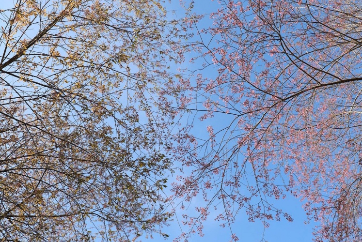 Đồi chè Ô Long - Sapa