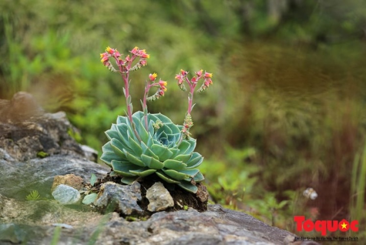 Fansipan | Ngắm nhìn những “chiếc” sen đá xanh mát cực xinh