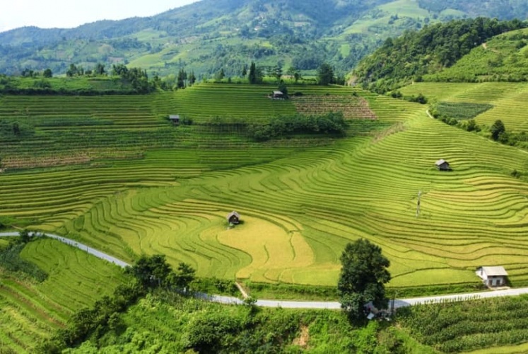 Mùa lúa chín Sa Pa
