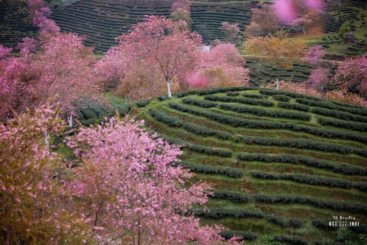 Mai Anh Đào năm nay tuyệt đẹp!