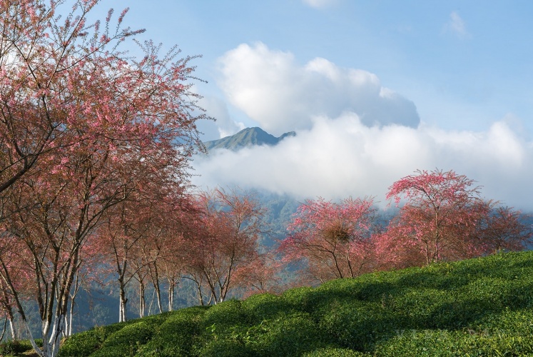 Mùa hoa mai anh đào, Sapa.