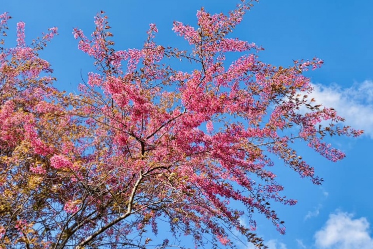 Mai Anh Đào - Đồi chè ô Long Sapa 